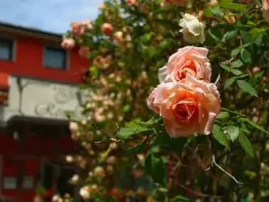 Dettaglio di una rosa dell'arco di rose del giardino del Residence