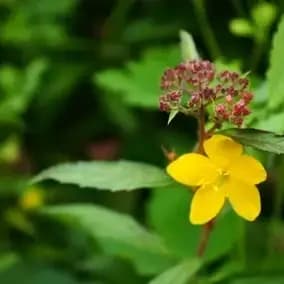 Dettaglio di un fiore dei giardini del Residence