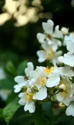 Dettaglio di fiori di Sambuco del giardino del Residence