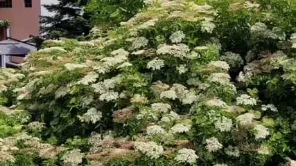 Dettaglio di fiori di Sambuco nel giardino