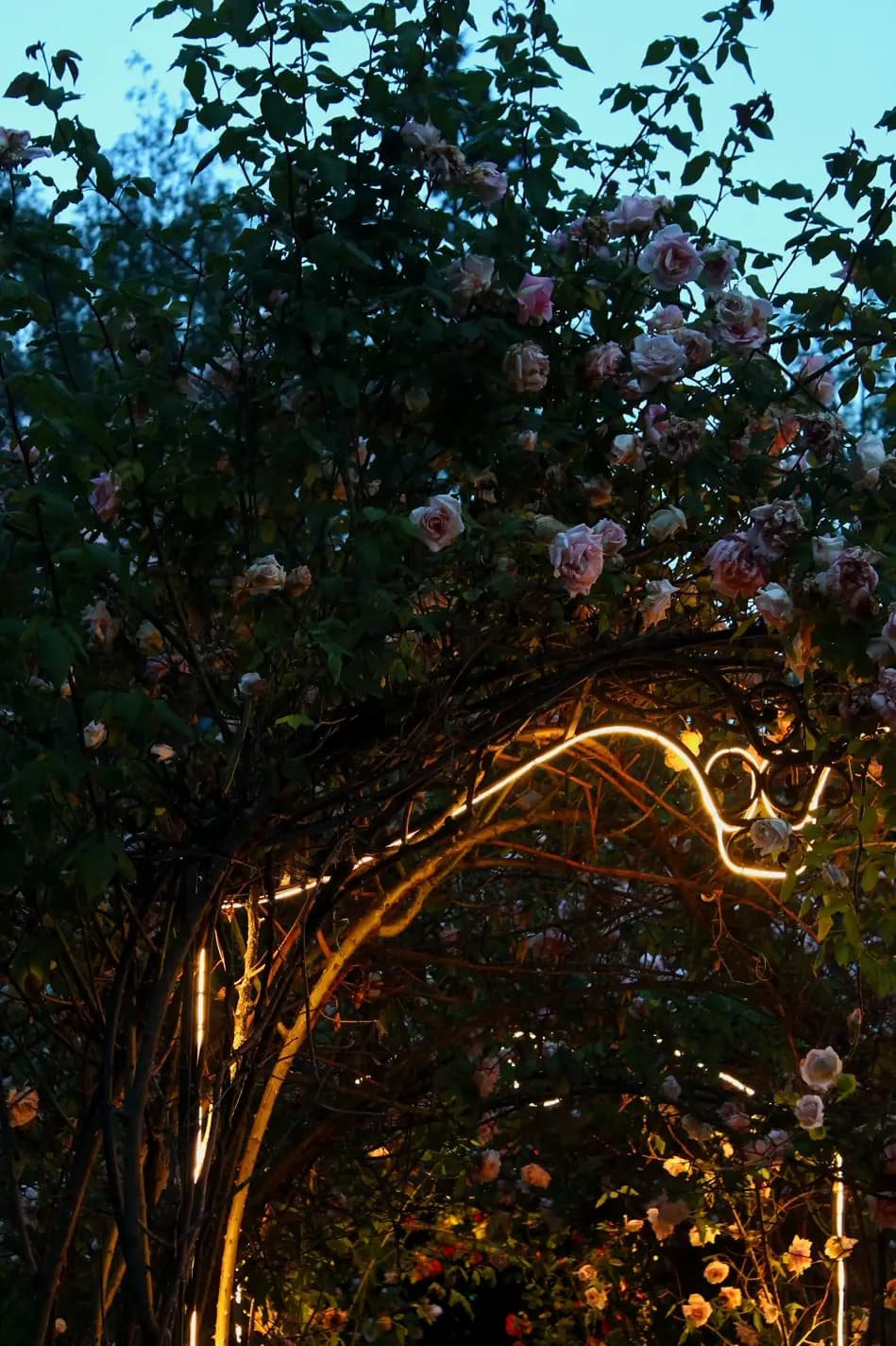 Dettaglio delle luci che sono presenti sull'arco di rose che porta all'entrata del Residence