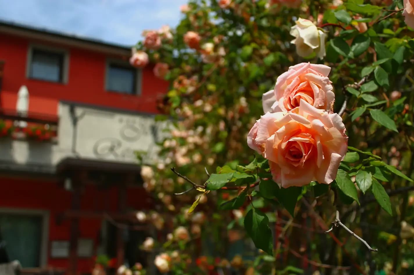 Dettaglio di una rosa dell'arco di rose del giardino del Residence