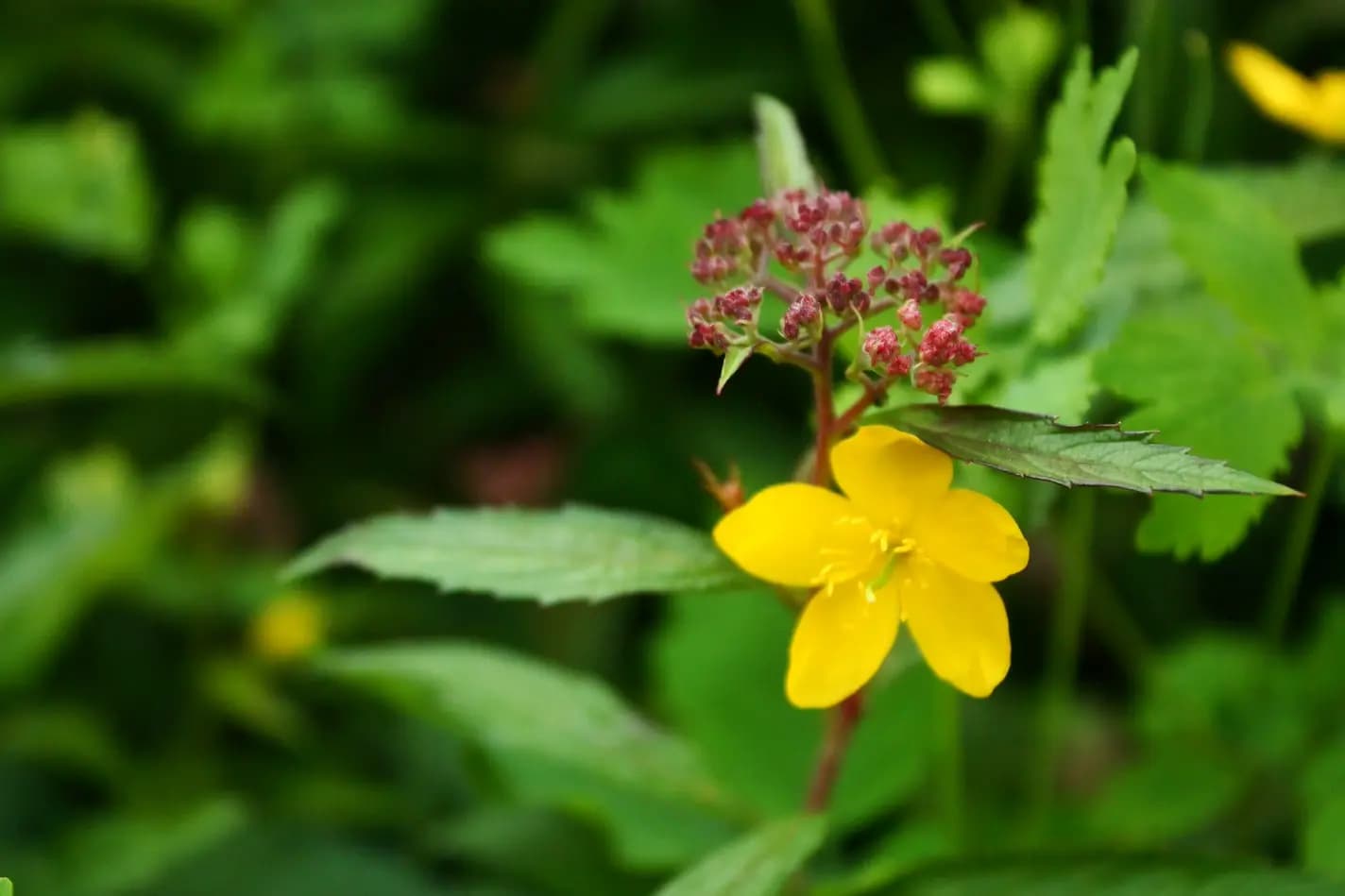 Dettaglio di un fiore dei giardini del Residence