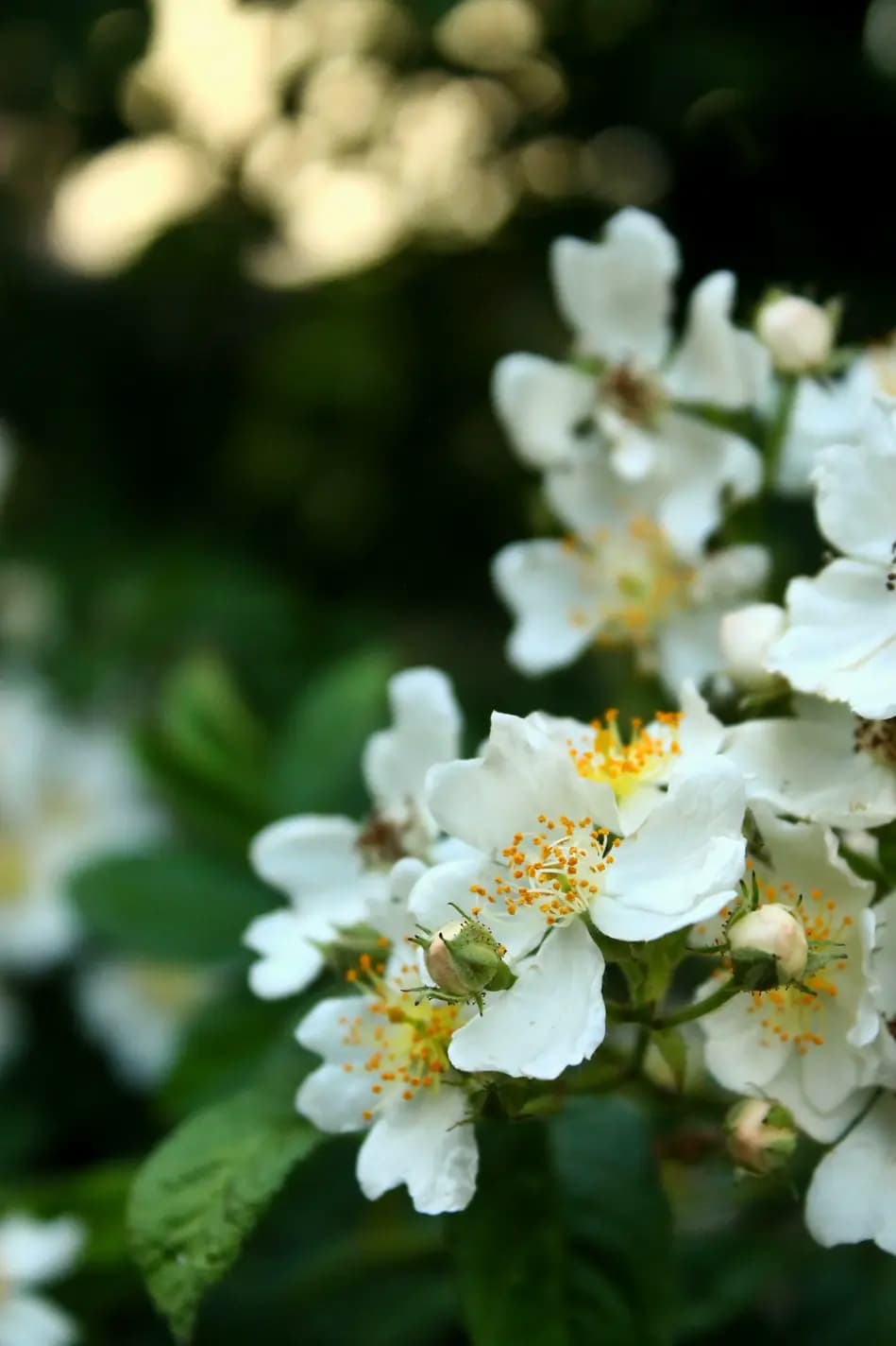 Dettaglio di fiori di Sambuco del giardino del Residence