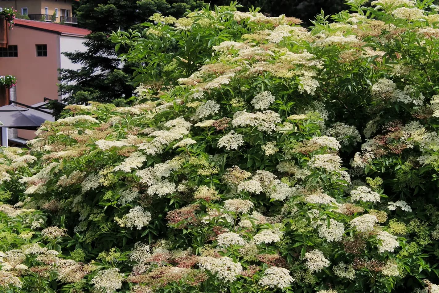 Dettaglio di fiori di Sambuco nel giardino